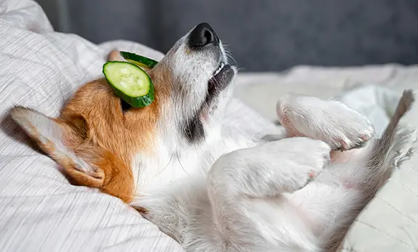 comforter cleaning service